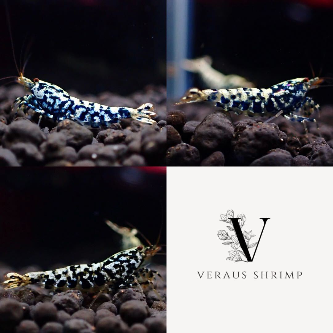 [Veraus-shrimp] female 1 pcs + male 2 pcs No./15mm degree /. individual / black Galaxy 