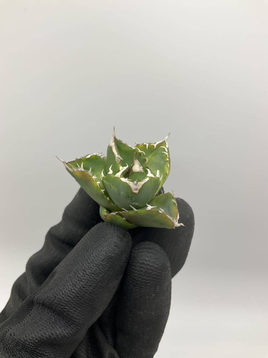 白火焔　白火炎　white fire 子株　アガベ　チタノタ　agave titanota _画像6