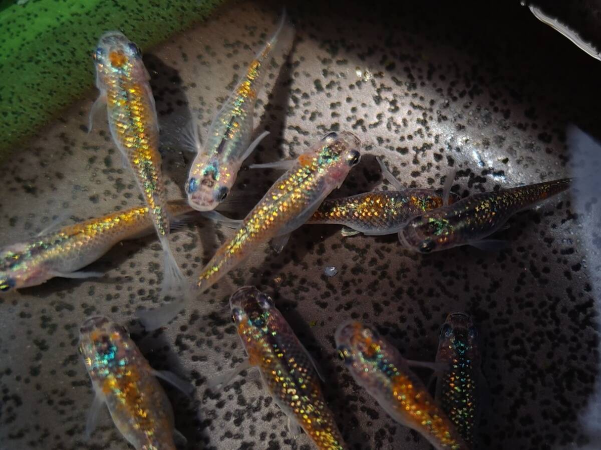 【畑めだか】若魚 ユリシス メダカ 15匹＋αの画像1