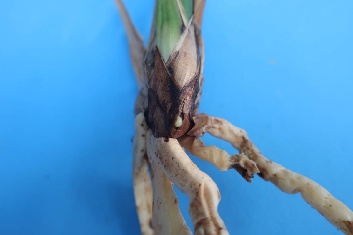 寒蘭-24101 日向の誉×月心 苗 交配種 東洋蘭の画像3