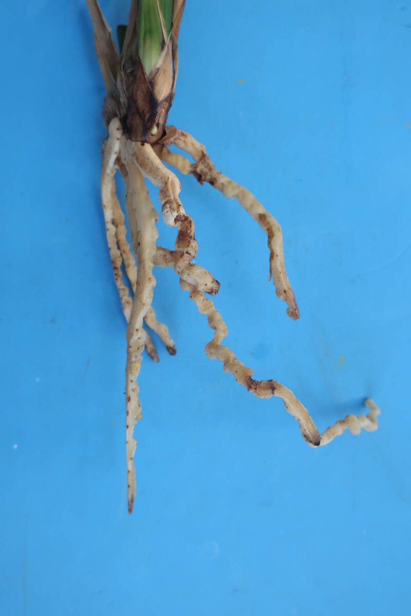 寒蘭-24101 日向の誉×月心 苗 交配種 東洋蘭の画像2