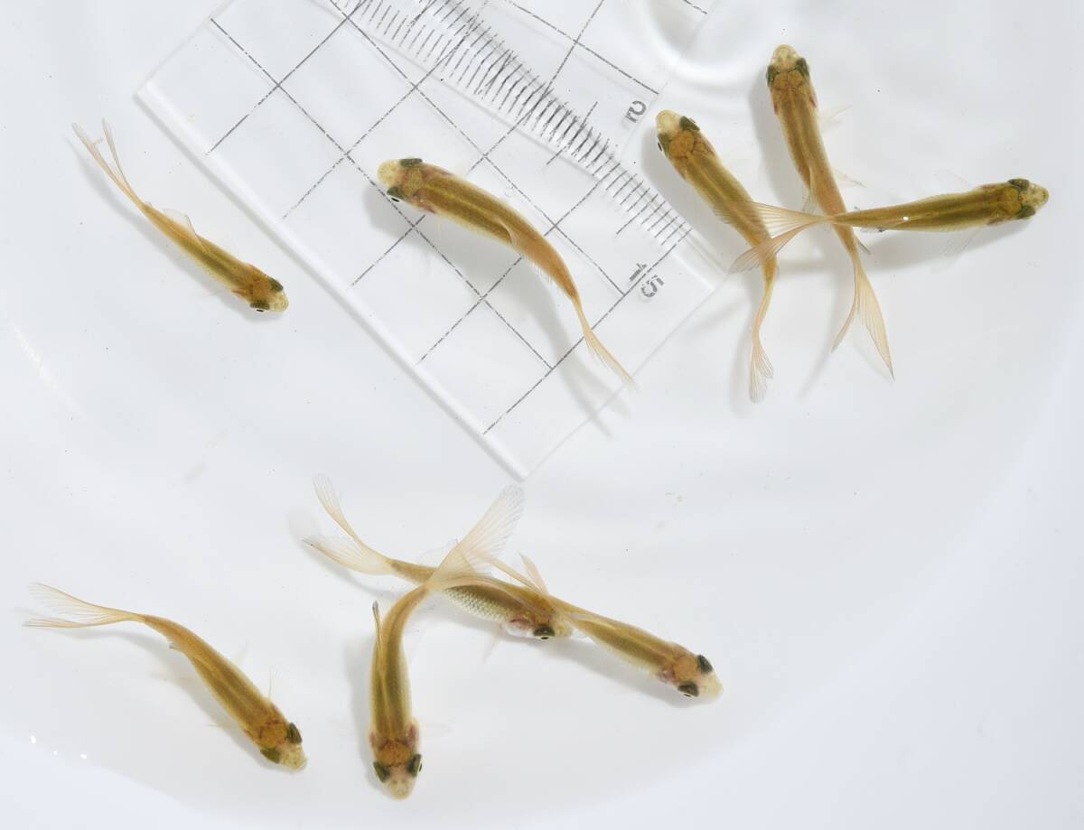 【宮城魚取沼(ゆとりぬま)系統】 鉄魚 当歳魚 ◆2.8ｃｍ～3.8ｃｍくらい◆ ×15匹 の画像3