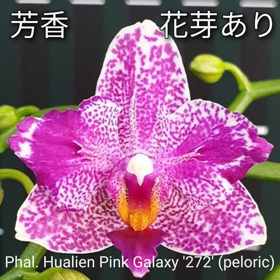 花芽あり Phal. Hualien Pink Galaxy '272' (peloric) ファレノプシス ホワリェン ピンク ギャラクシー '272' 洋蘭 芳香 胡蝶蘭_画像1