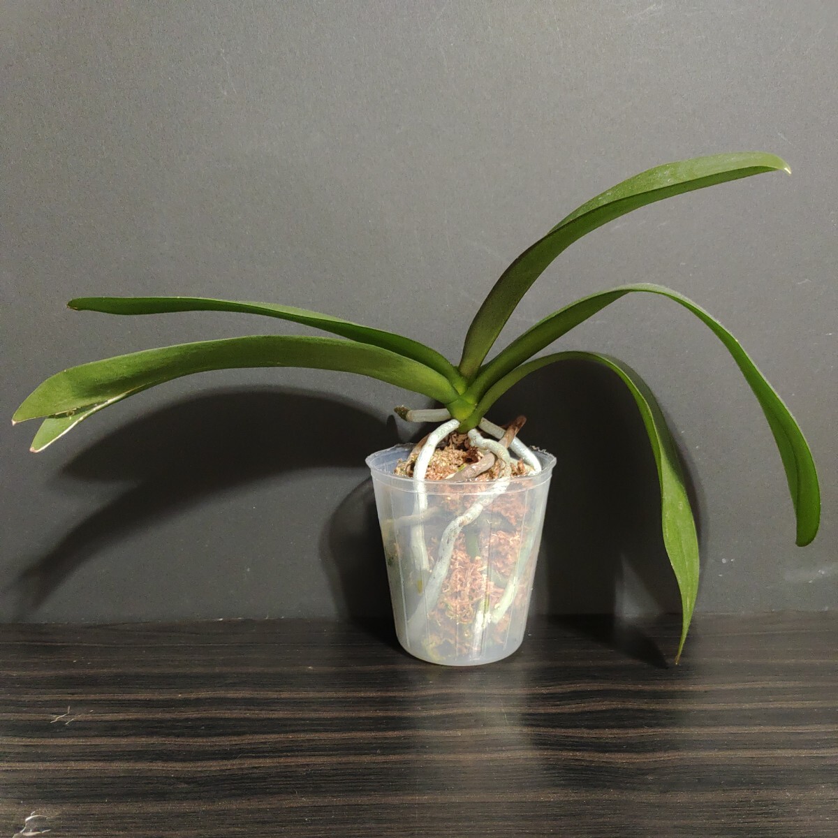 Phal. Yen Shuai Sweet Girl \'Shiny Girl\'farenopsis. бабочка орхидея . орхидея 