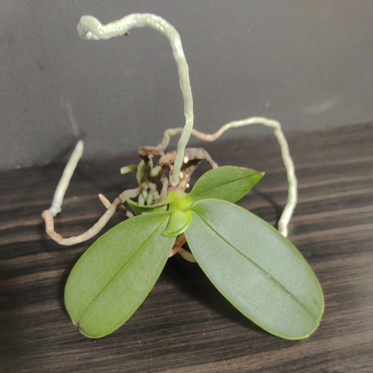  высота . leaf ko вставка . бабочка орхидея . орхидея Phalfarenopsis