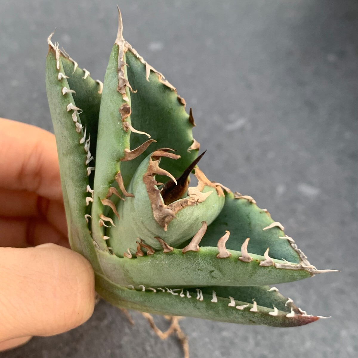 W891アガベ チタノタ 蟹 カニ Agave_画像2