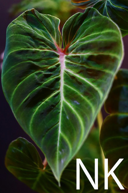 【NK】Philodendron verrucosum Vino Tinto【フィロデンドロン アンスリウム】の画像2