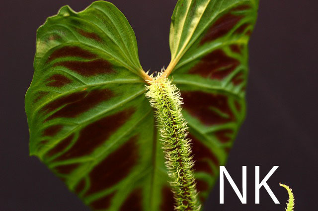 【NK】優秀系統のベルコーサム Philodendron verrucosuｍ colombia NK-5【フィロデンドロン アンスリウム】_画像2