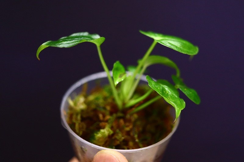 【NK】海外愛好家の秘蔵個体 Philodendron verrucosum ’El Leoncio’(NK-R8)【フィロデンドロン アンスリウム】の画像4