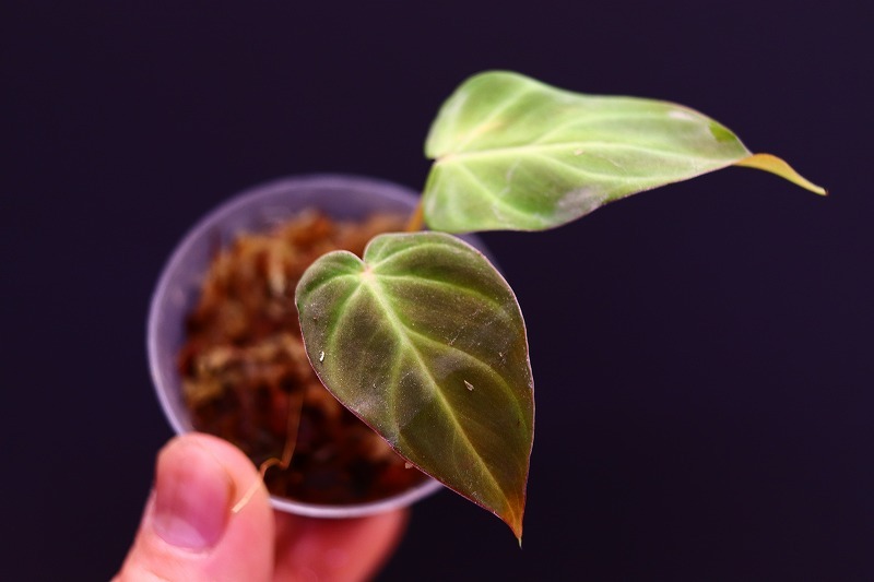 【NK】Philodendron verrucosum Vino Tinto【フィロデンドロン アンスリウム】の画像3