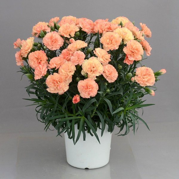  discount for early booking . middle * gold . agriculture house direct delivery![1][ florentine biscuit ]| large .. Mother's Day carnation *[ natural flower potted plant *5 number pot size ][ free shipping ]
