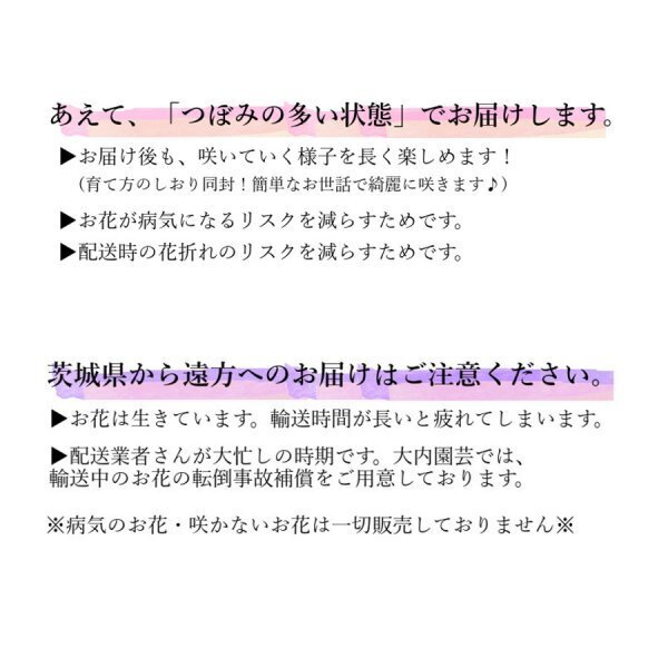 2024の最新品種★金賞農家直送！【2】「ティーパーティー」大ぶり母の日カーネーション★5号鉢【送料無料】_画像7