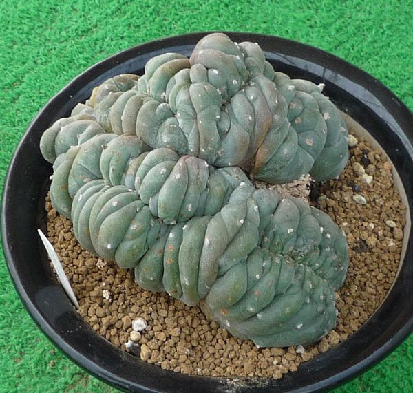 サボテン、多肉植物　烏羽玉綴化-11_画像1