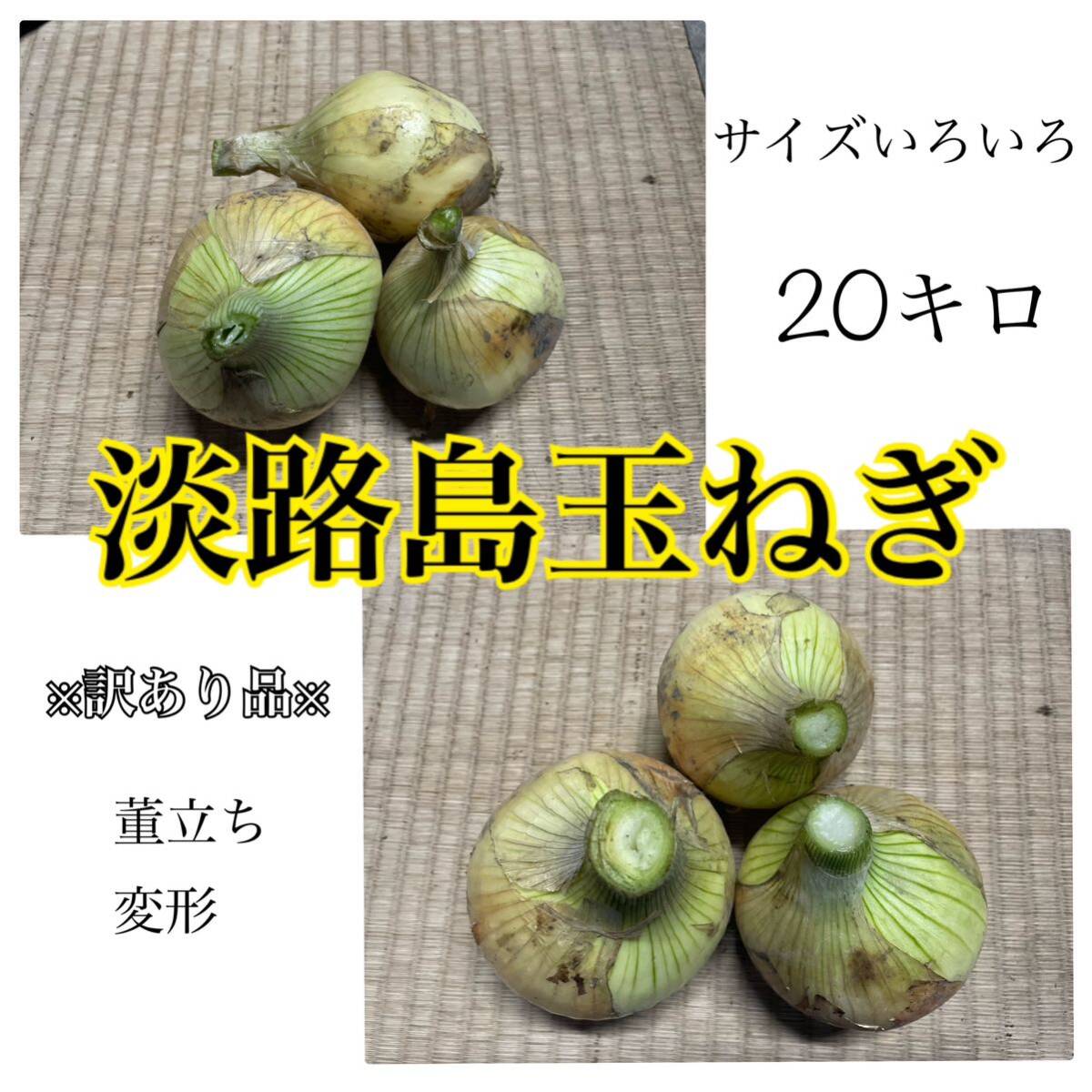 [ goods with special circumstances ] Awaji Island sphere leek new tama welsh onion new onion the 7 treasures processing etc. new sphere leek new onion 20 kilo affordable goods 
