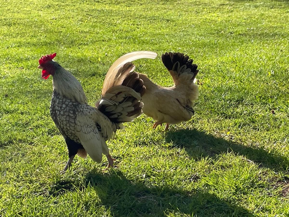 チャボ矮鶏など小型ニワトリ有精卵6個y8