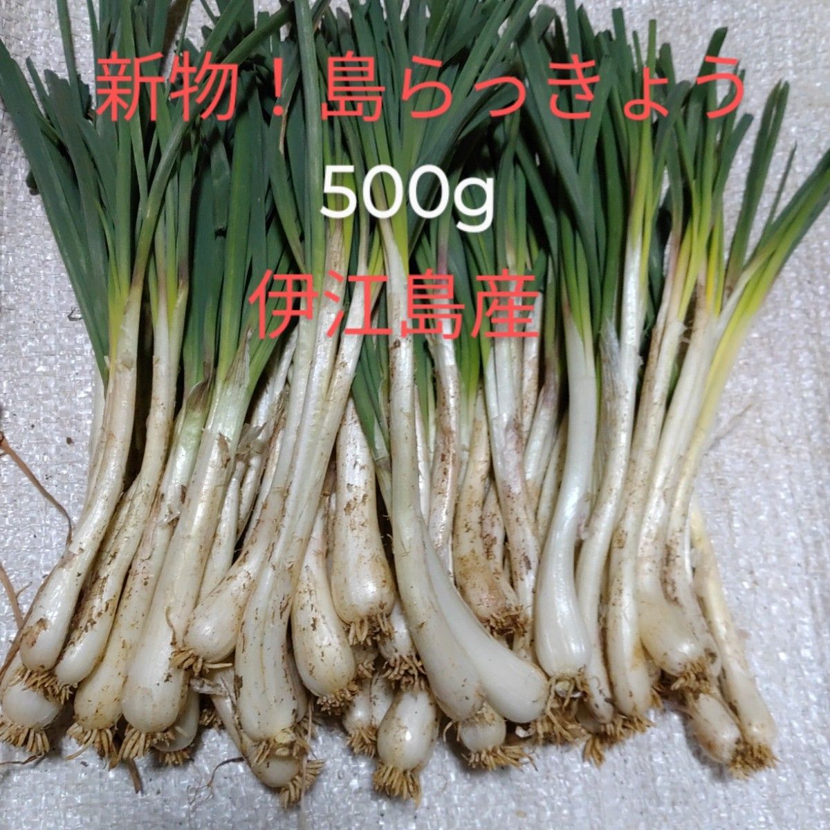 新鮮!!農家直送!!島らっきょう(伊江島産)500g