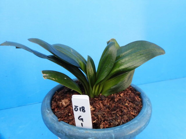 *knsi Ran * G1 yellow flower blue axis highest. small size ..G1 yellow flower width orchid F2. break up .4 year raw size 