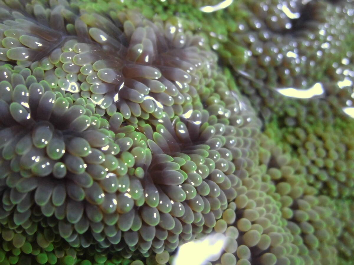 Yaオク超極美！石垣島産・ハタゴイソギンチャク・Green強め・約１５㎝００１_画像2