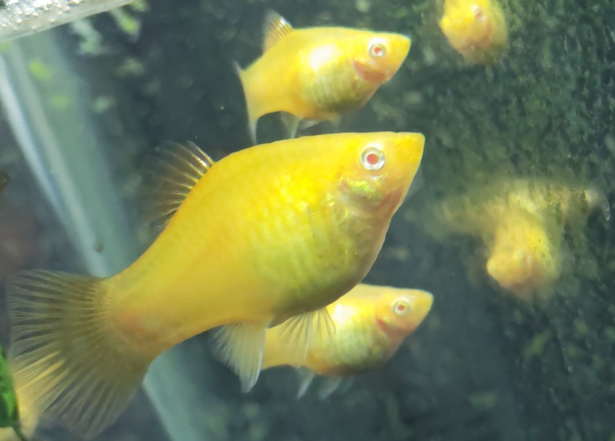 アルビノプラティ ゴールデンレモン色 濃い美しい黄色の個体 若魚3匹_画像1