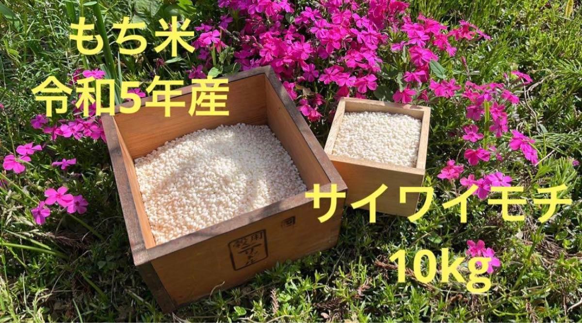 もち米　さいわいもち　10キロ　令和5年産　新米　精米　お餅　 生産農家直送　お米　もち　有機　