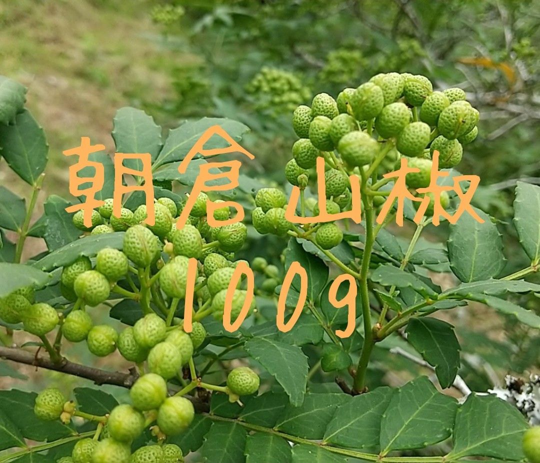山椒の実 100g　大分県産 朝倉山椒 農薬不使用 青山椒 実山椒