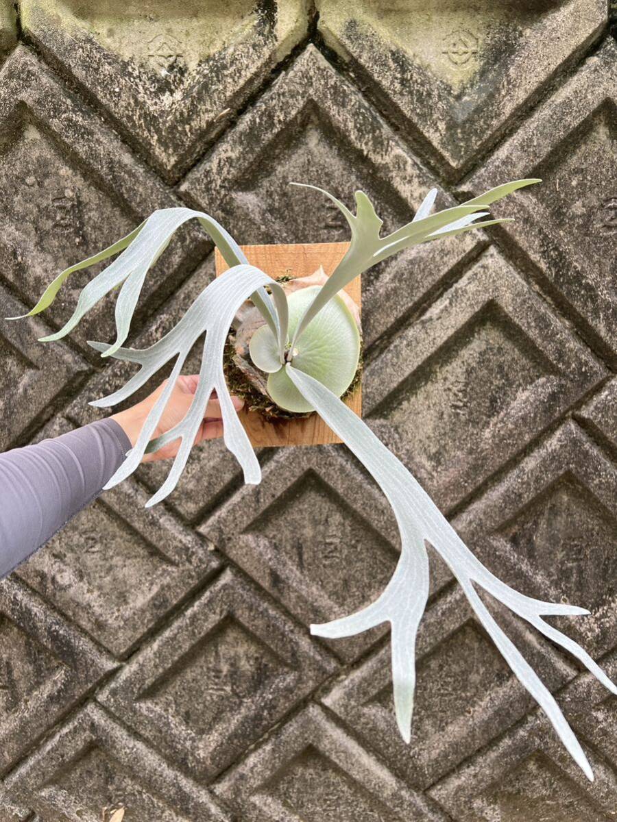 P.E-1 white bif staghorn fern 