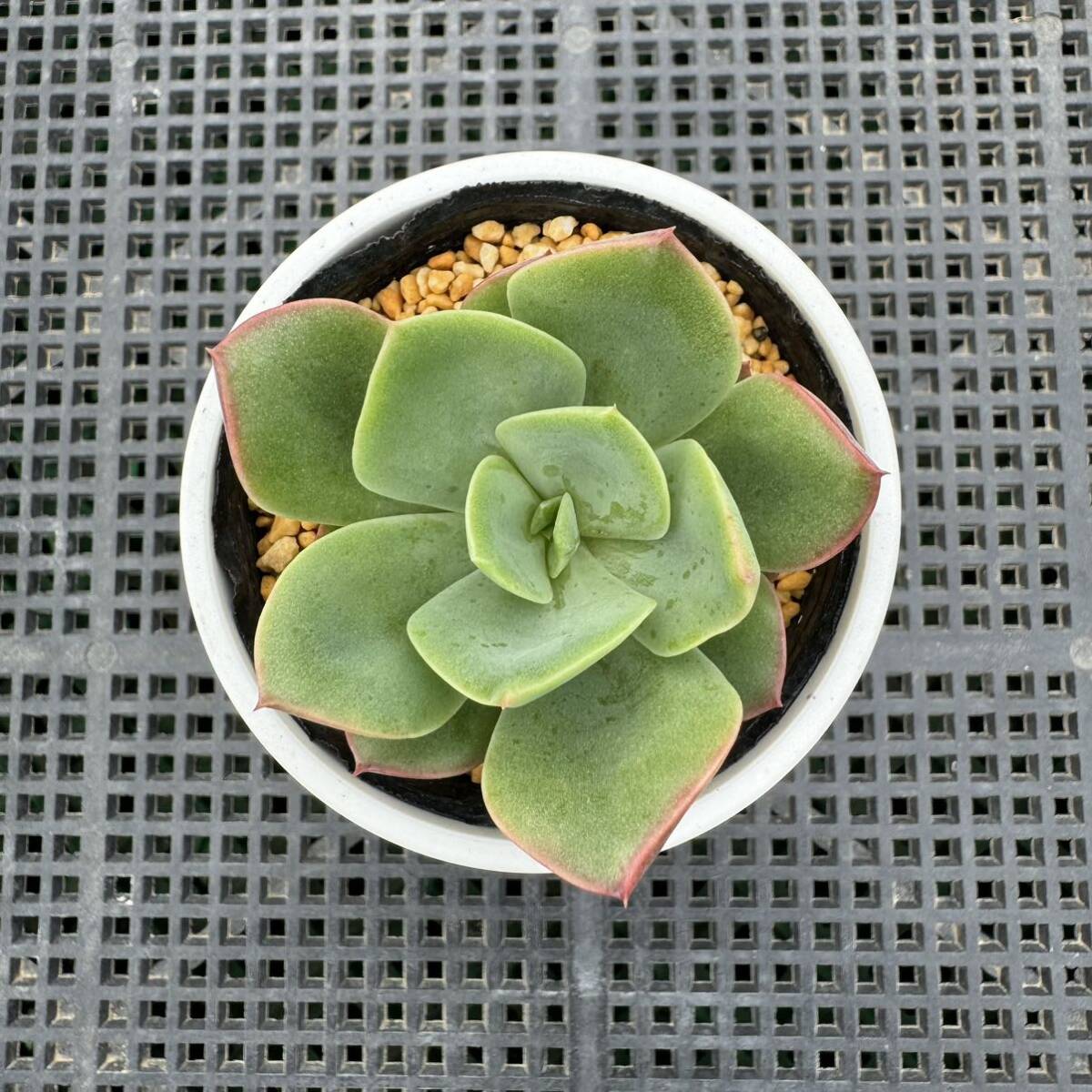 ☆多肉植物☆エケベリア☆パリメロ☆鉢6.5センチ☆錦玉園さん☆_画像7