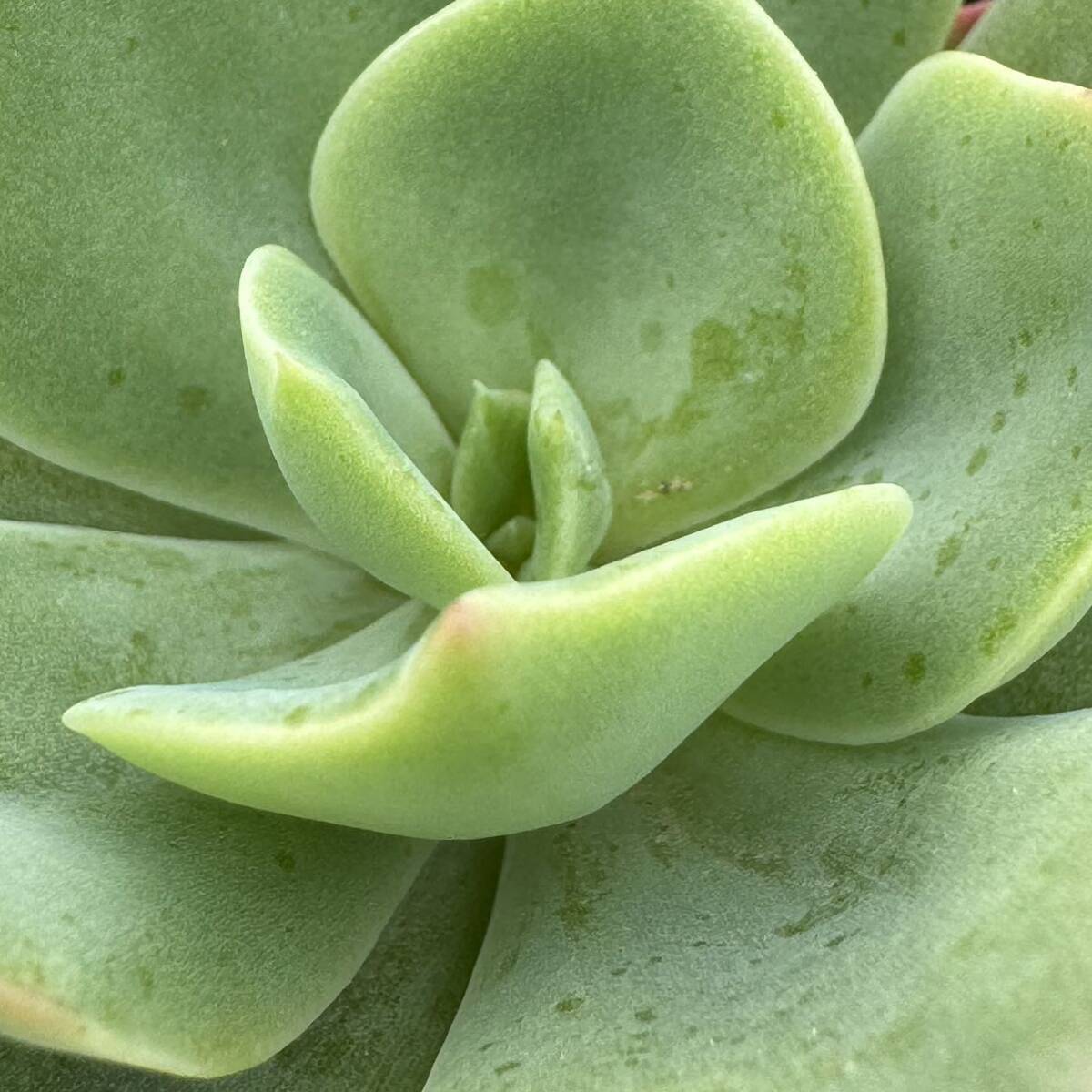 ☆多肉植物☆エケベリア☆パリメロ☆鉢6.5センチ☆錦玉園さん☆_画像2