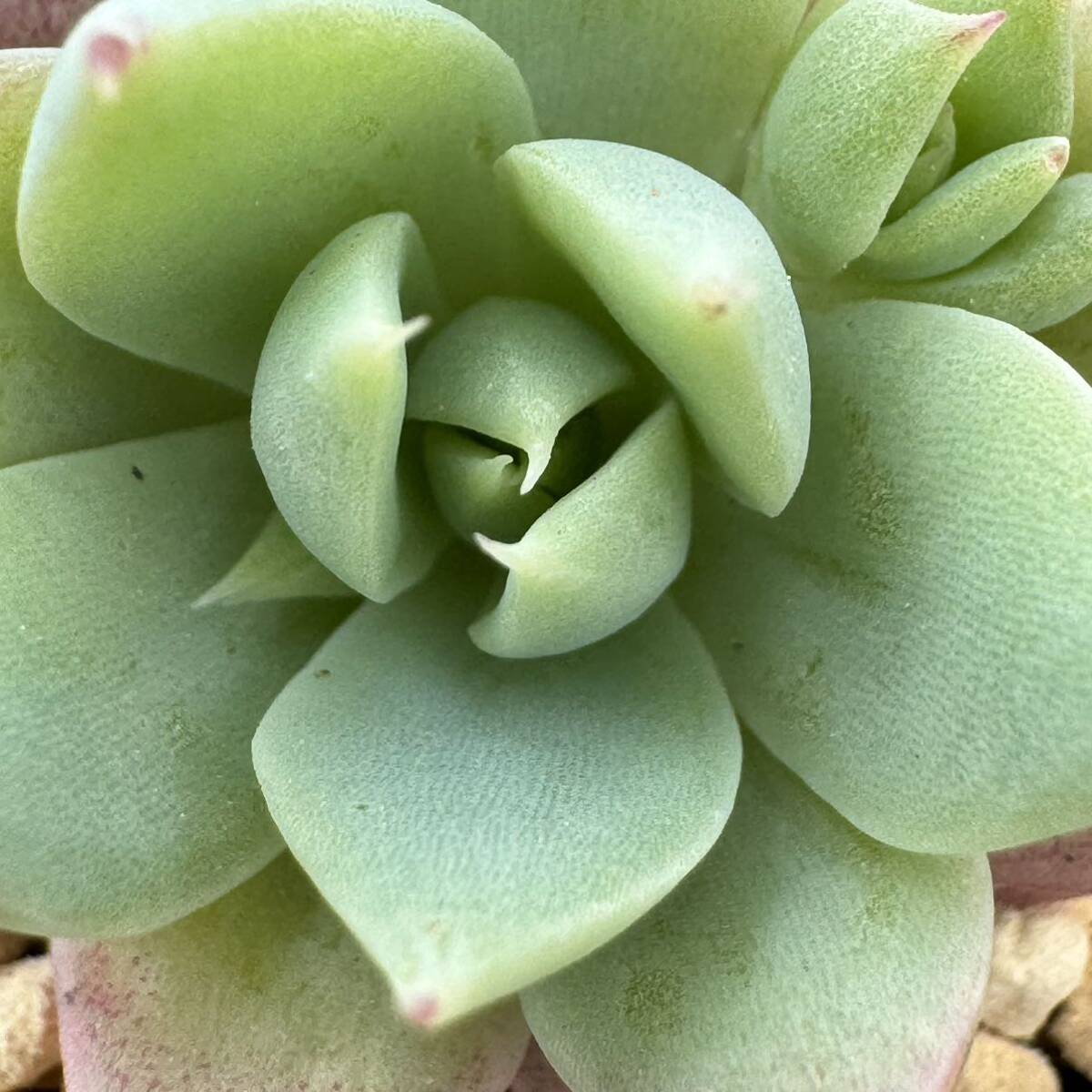 ☆多肉植物☆グラプトペタルム☆児玉マクドガリー☆鉢6.5センチ☆錦玉園さん☆_画像2