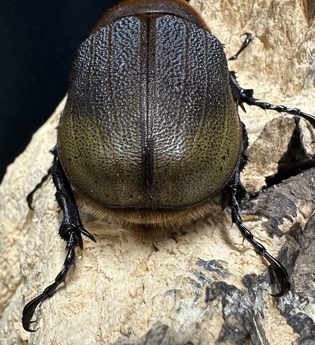 ◯beetleshop桜◯大型個体ヘラクレス。餓狼アウトライン♀単品76ミリの画像6