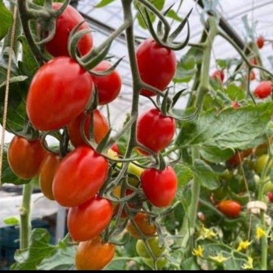 野菜詰め合わせ　野菜　 農家直送　無農薬