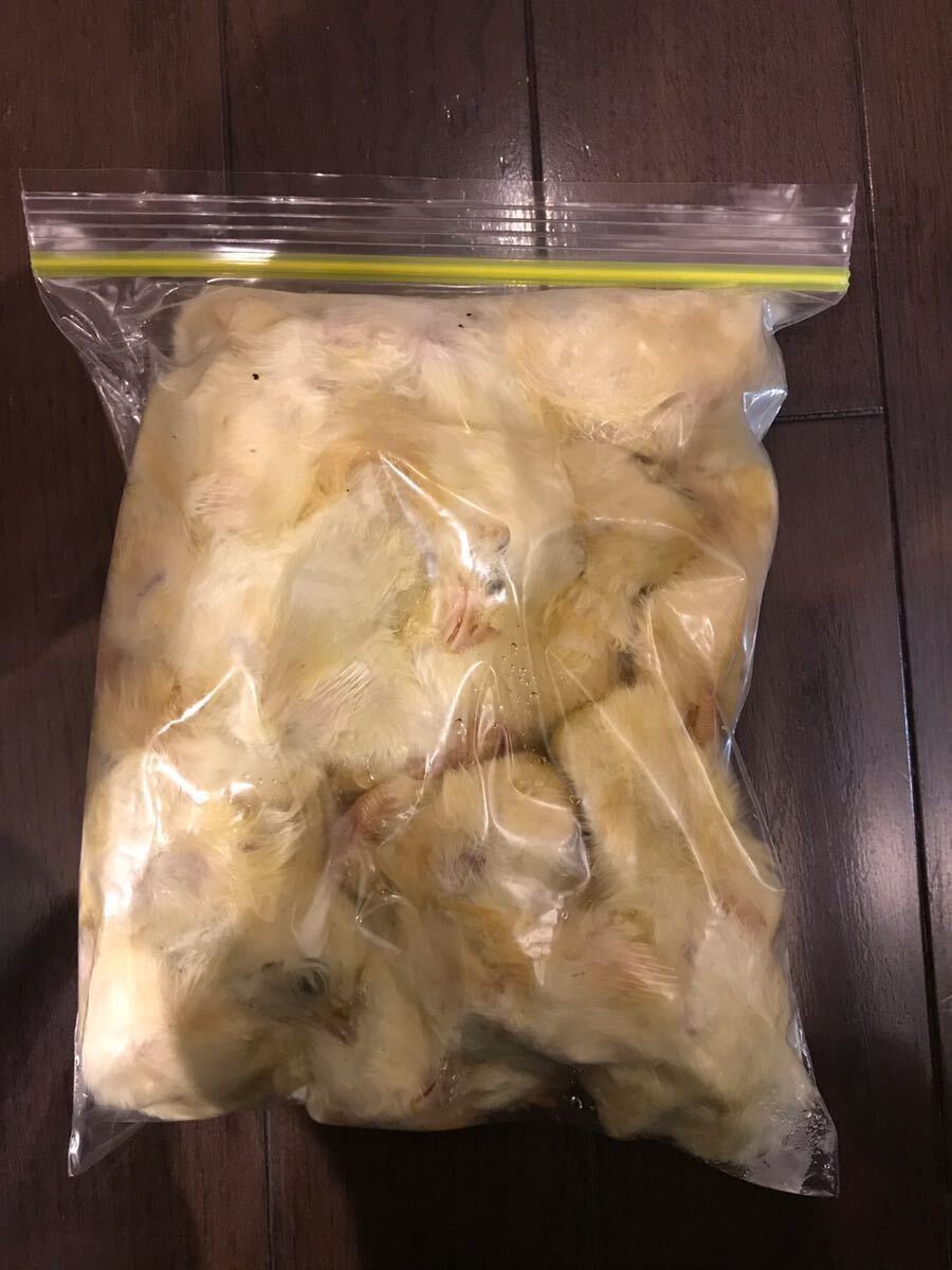 冷凍ひよこ900羽24000円まとめ買いが大変お得!爬虫類、猛禽類 冷凍ひよこ900羽24000円まとめ買いが大変お得!爬虫類、猛禽類