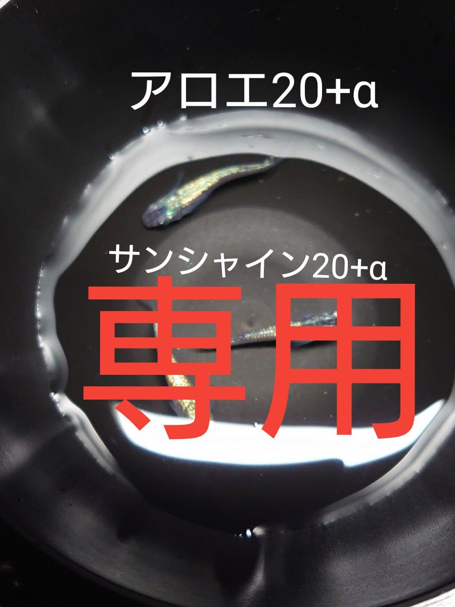 【タナメダカ】アロエ20+αサンシャイン20+α