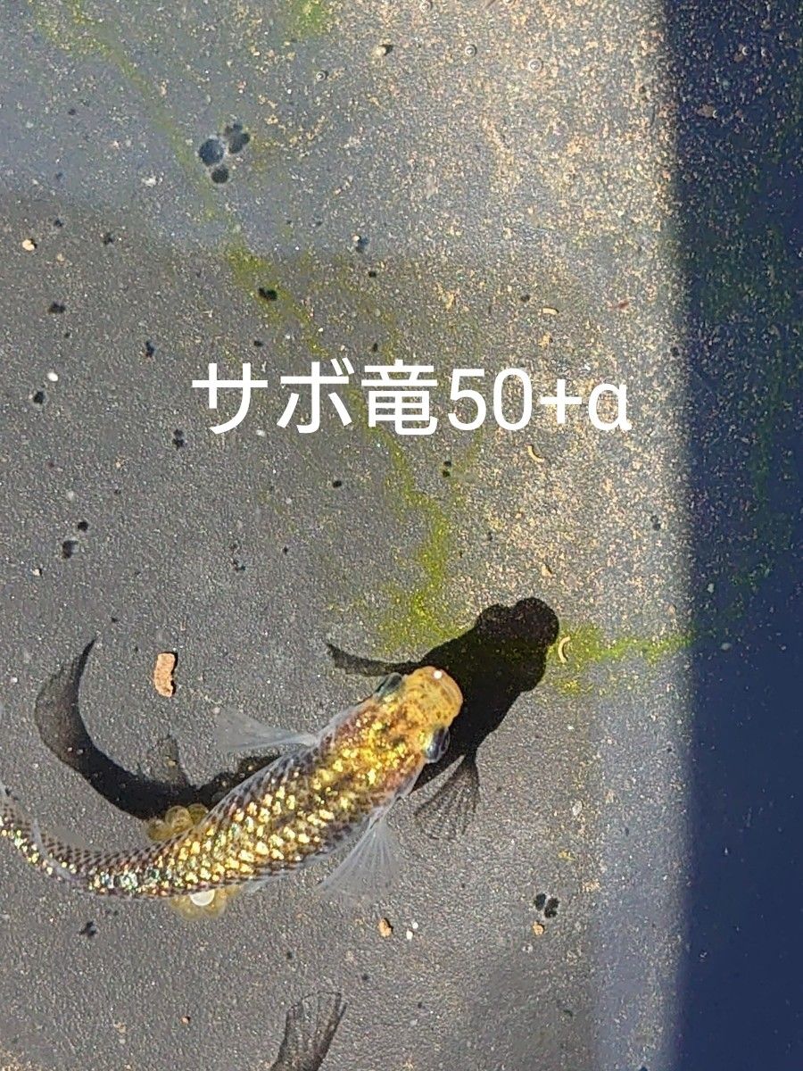 【タナメダカ】サボラメ×極龍50+α