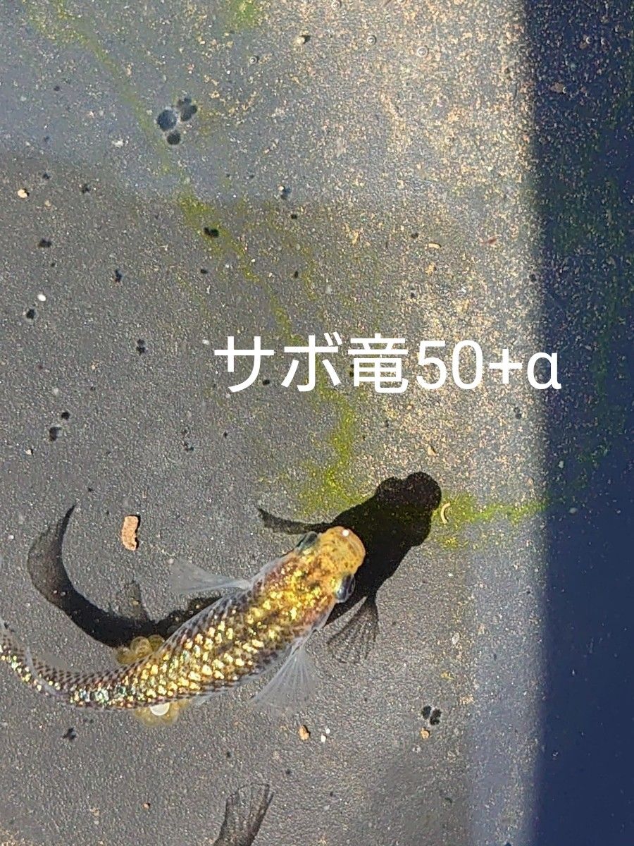 【タナメダカ】サボラメ×極龍50+α