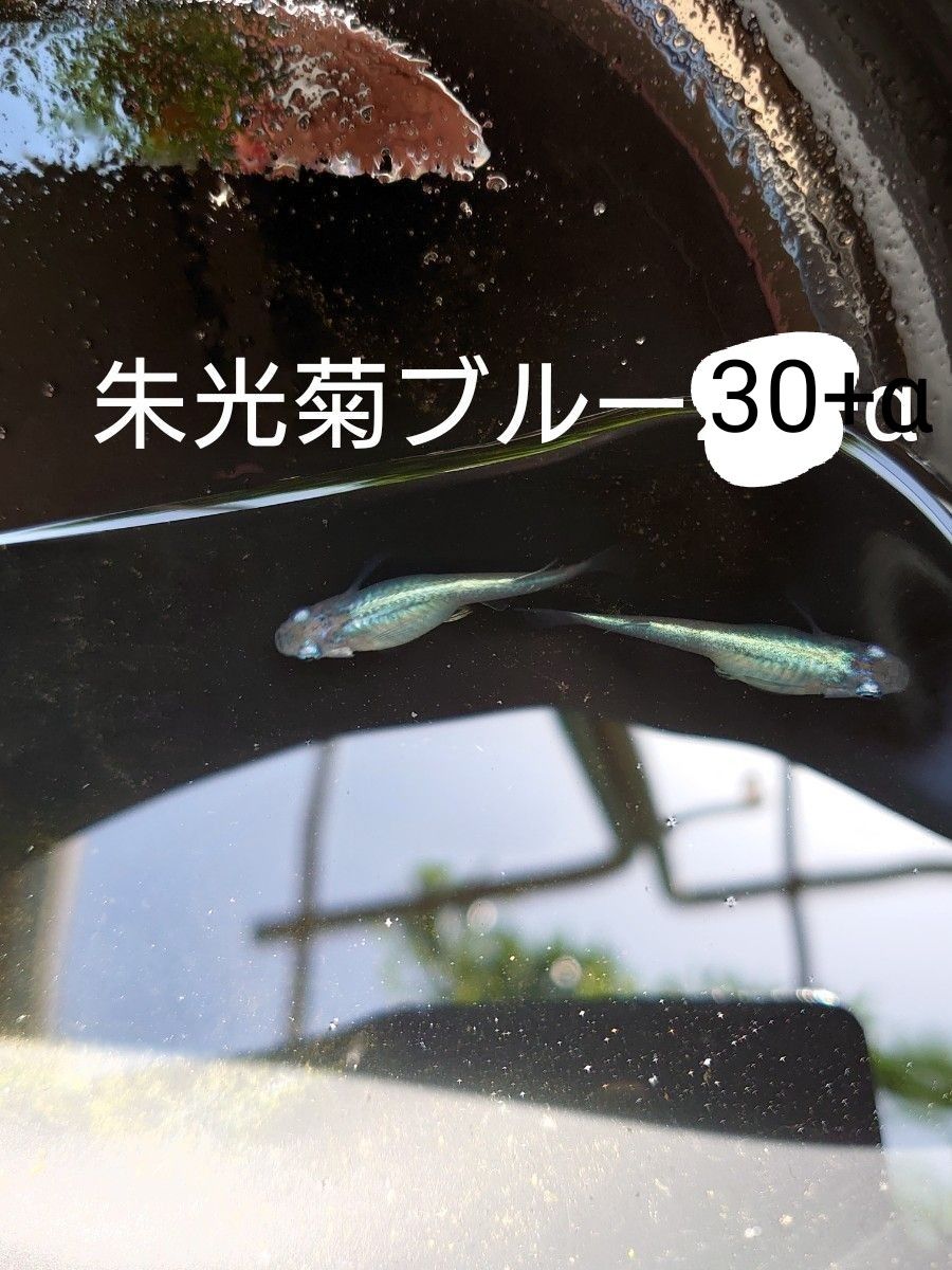 【タナメダカ】朱光菊ブルー30+α