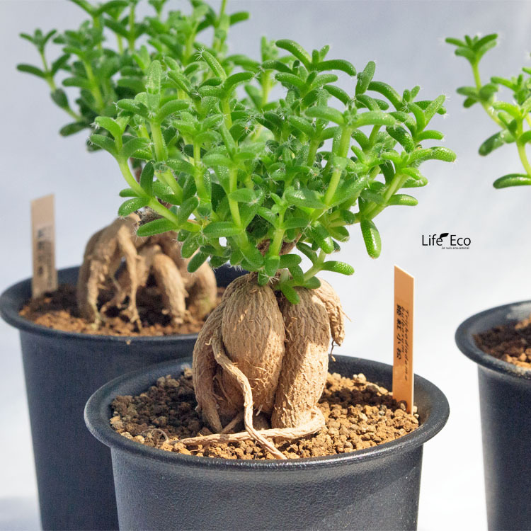 塊根植物 トリコディアデマ・ブルボスム（紅姫小松） / 3寸・約H17cm【3株セット】_画像3