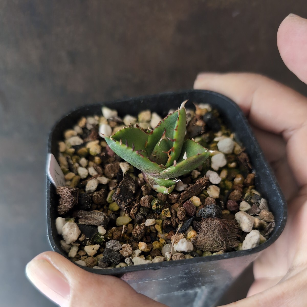 【AGAVE TITANOTA HADES】アガベ　チタノタ　鉢ごと発送_画像3