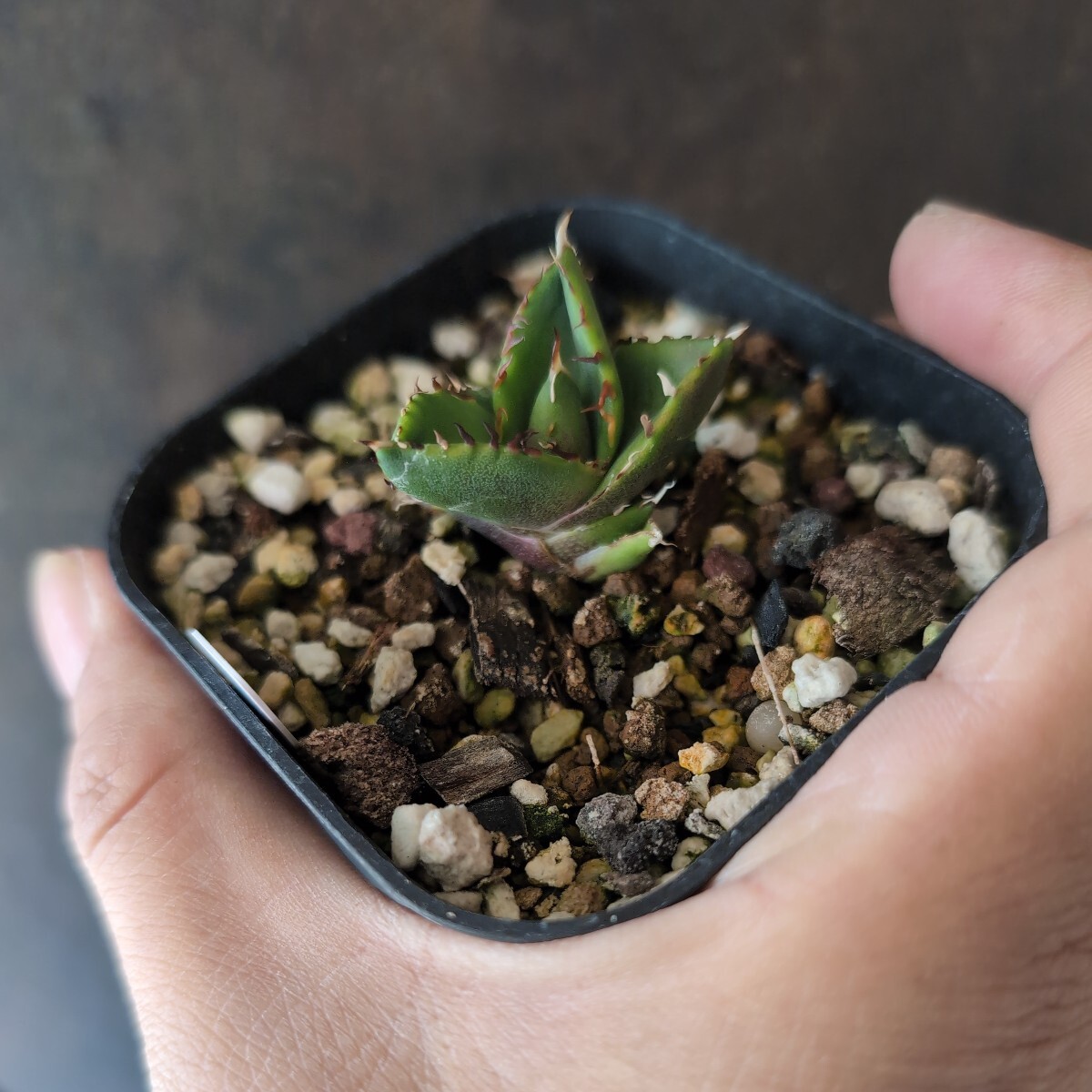 [AGAVE TITANOTA HADES] agave chitanota pot .. shipping 