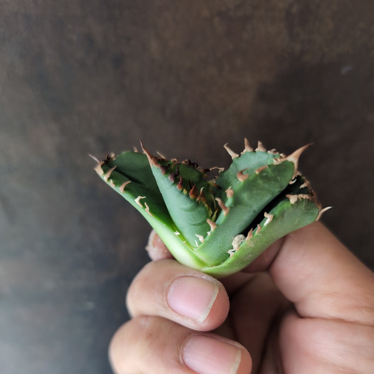 [AGAVE TITANOTA LIZE..] agave chitanota. stock 