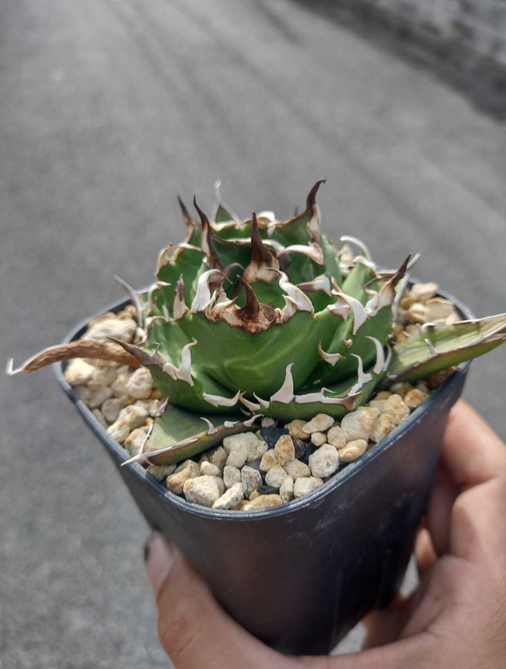 【AGAVE TITANOTA NO NAME】狂刺タイプ　アガベ チタノタ　子株_画像1