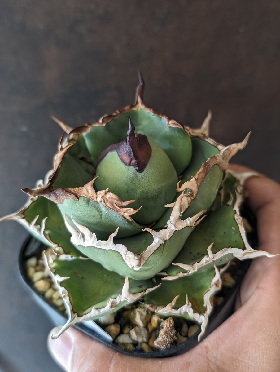 【AGAVE TITANOTA　fo76】アガベ　チタノタ　子株_画像3