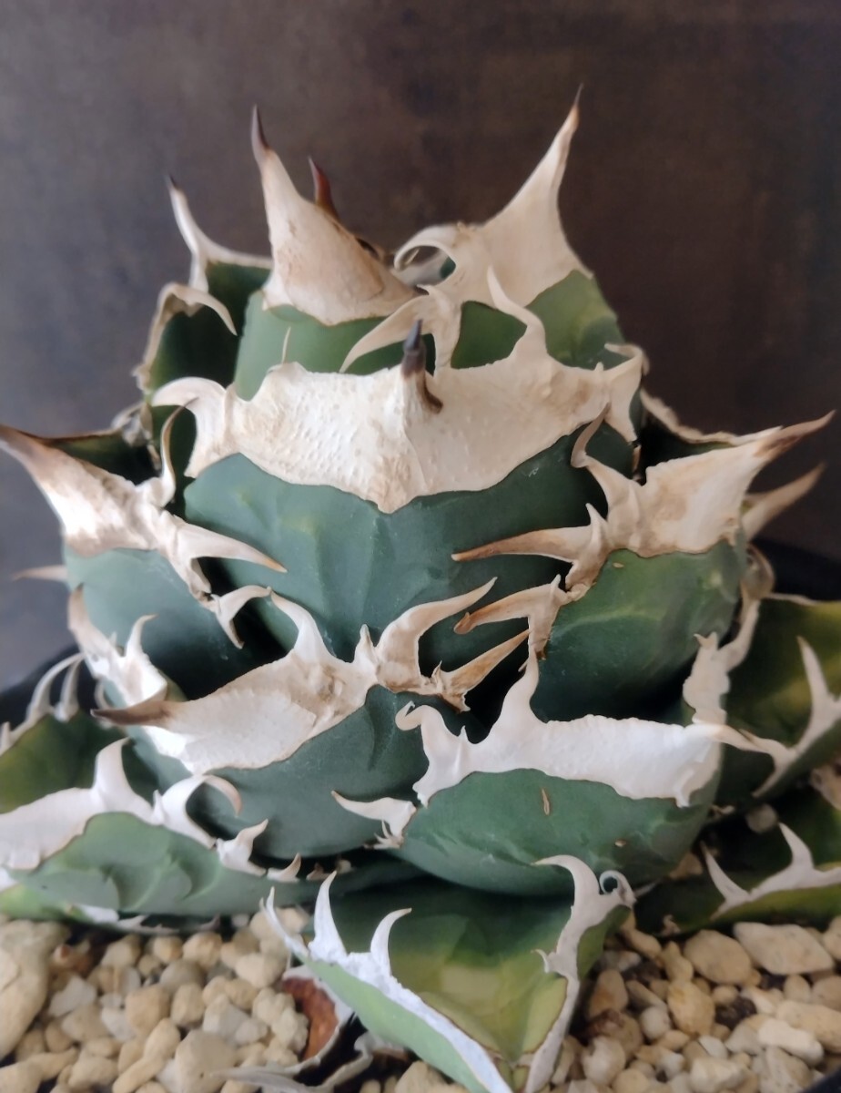 【AGAVE TITANOTA　南アフリカダイヤモンド】SAD アガベ　チタノタ　子株_画像1