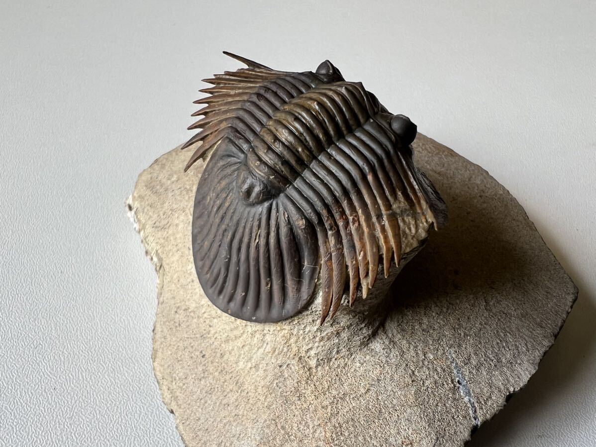 三葉虫の化石　スカブリスクテルム（Scabriscutellum)_画像3