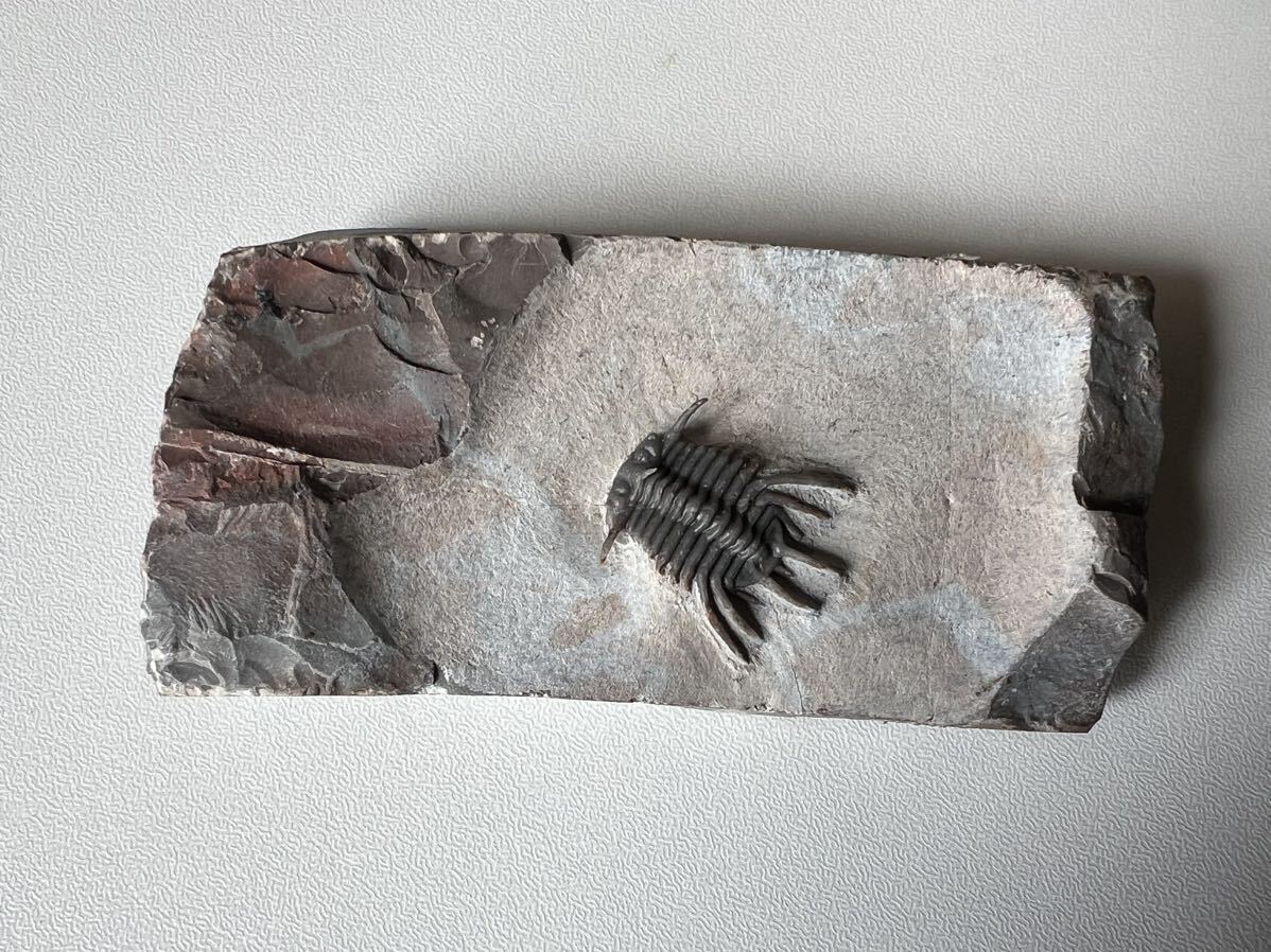三葉虫の化石　コネプルシア（Koneprusia)②_画像1