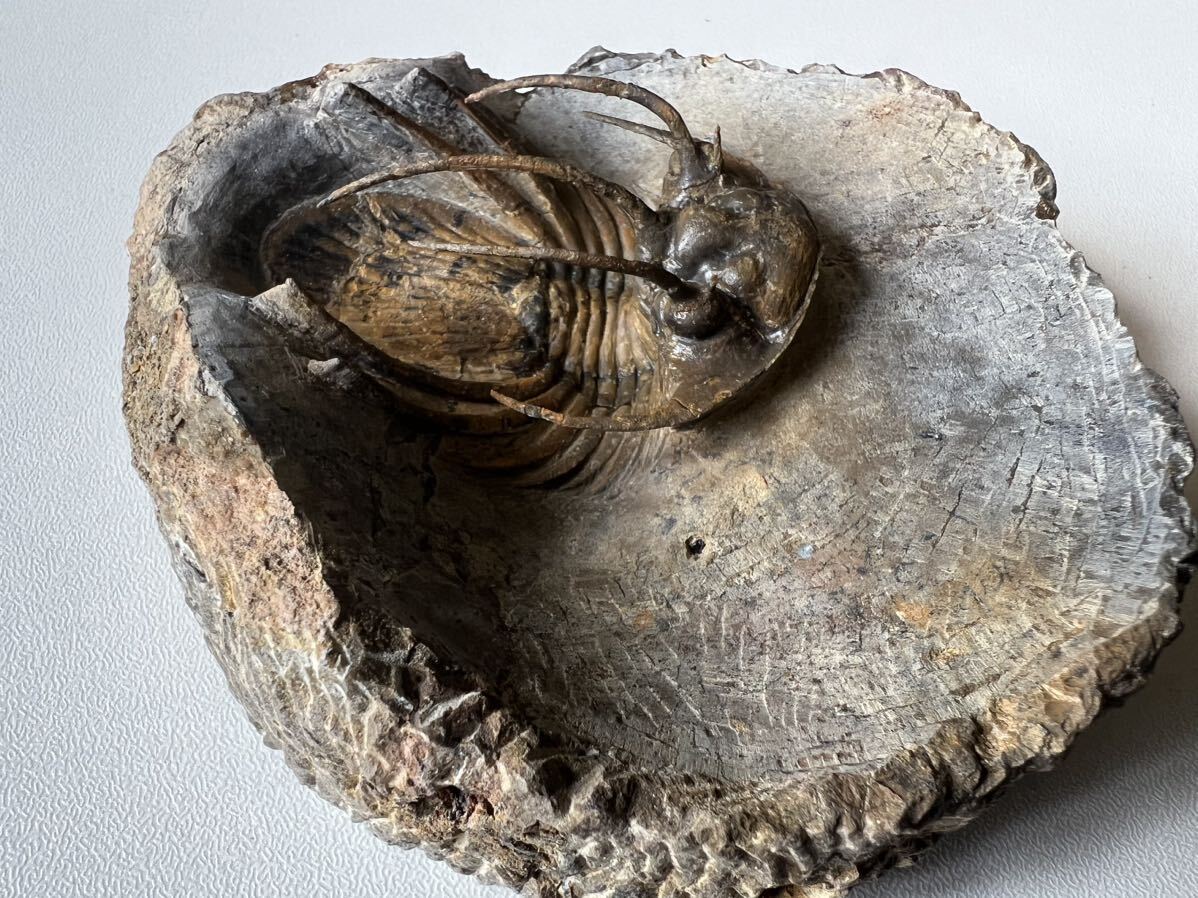 三葉虫の化石　コリハペルティス（Kolihapeltis）_画像5