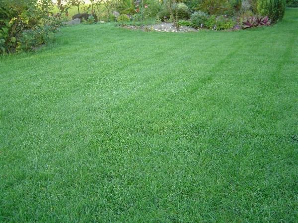 芝生の種・美しい緑を保つTOP-GREEN 500g×2(芝)送料無料の画像2