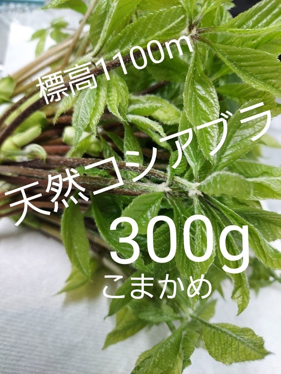 天然 山菜 コシアブラ こまかめ約300g