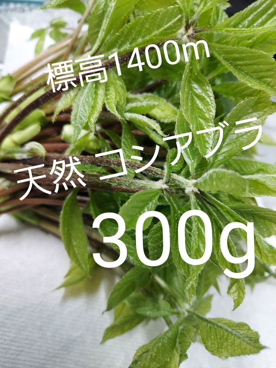 天然 山菜 コシアブラ 約300g