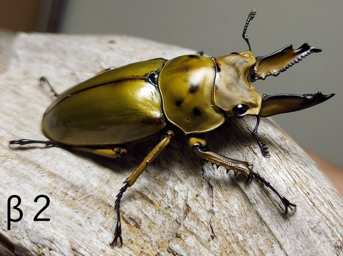 ババオウゴンオニクワガタ　　トリオ　♂60mm ♂56mm ♀46mm　オウゴンオニ_画像1